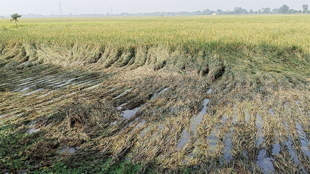 সার-বিষের দেনা ও মহাজনের ফুরাত নিয়ে দিশেহারা চাঁপাইনবাবগঞ্জের কৃষকরা