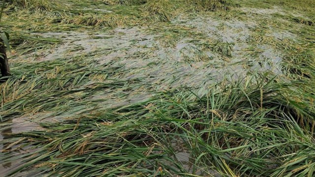 চাঁপাইনবাবগঞ্জে অসময়ের বৃষ্টিতে তলিয়ে গেছে ধান-আলু ও সবজির খেত