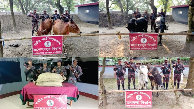 ৫৩ বিজিবির অভিযানে গরু-মহিষ ও বিড়ির মসলা জব্দ
